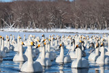 flock of Whooper Swans on Lake Kussharo, beautiful lake in Hokkaido, Japan