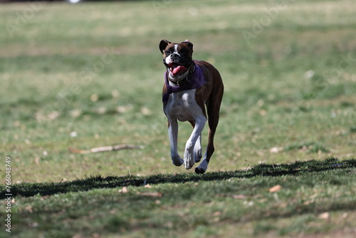 Boxer dog running in the park