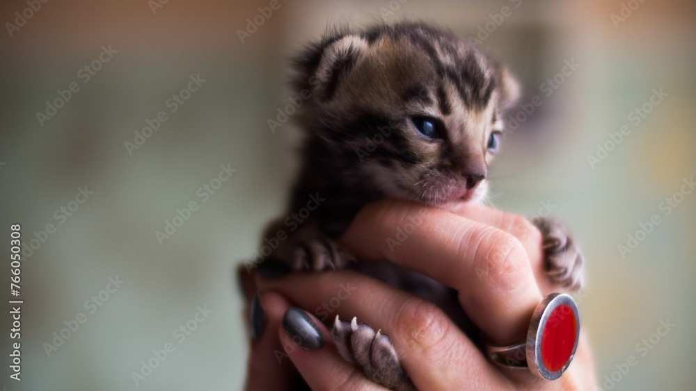 Tiny Bengal kitten in a woman's hand Tiny Bengal kitten in a woman's hand