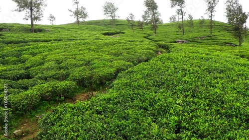 Flying  drone view over Ceylon green tea plantations 4K footage. Exotic countries traveling or tea cultivation agriculture concept. Lipton's seat, Haputale, Sri Lanka. photo