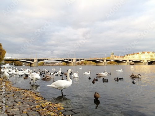 Prague swans photo