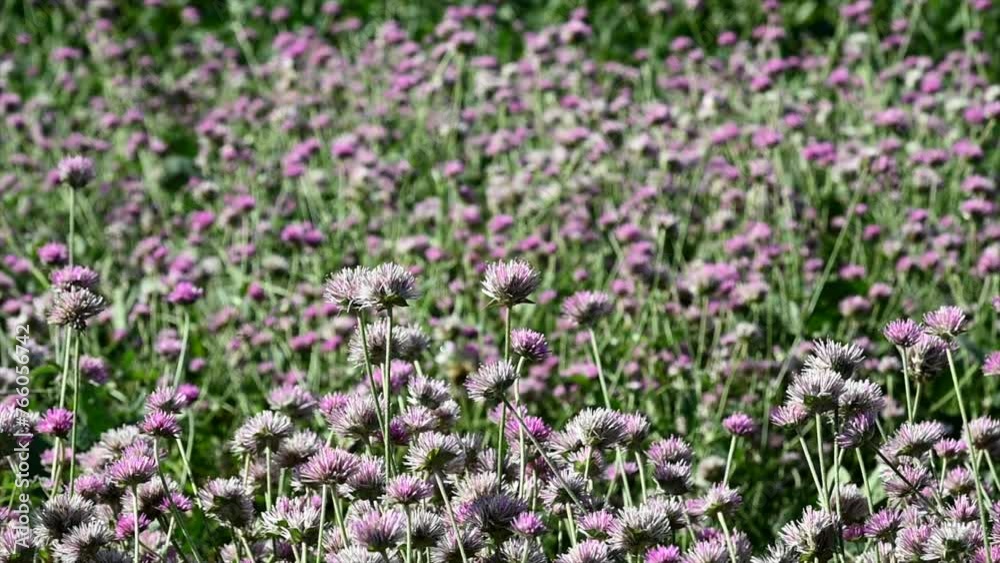 video of flowers prepared with the traditional thistle of the mountains in Cordoba, Argentina in lilac violet and white video of flowers prepared with the traditional thistle of the mountains in Cordoba, Argentina in lilac violet and white