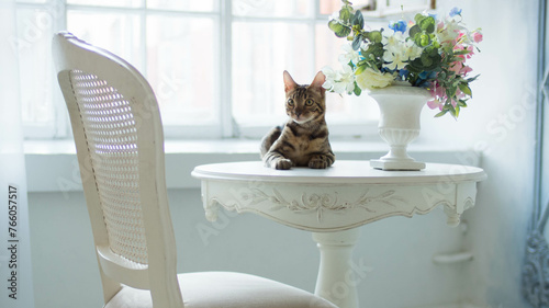 Bengal cat lies on a table with a bouquet of flowers in a vase in a classic light interior (ID: 766057517)