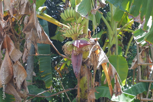 Bananas bearing young fruit in the forest.