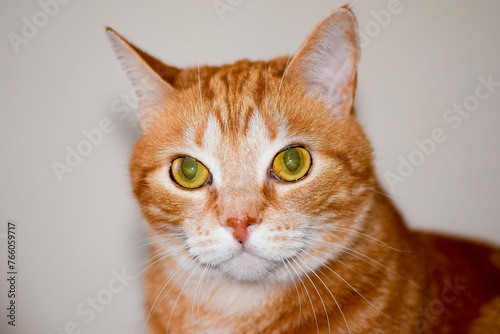 portrait of a red cat