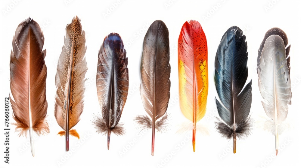 nine feathers isolated on white background nine feathers isolated on white background