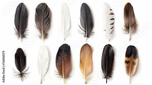 nine feathers isolated on white background photo