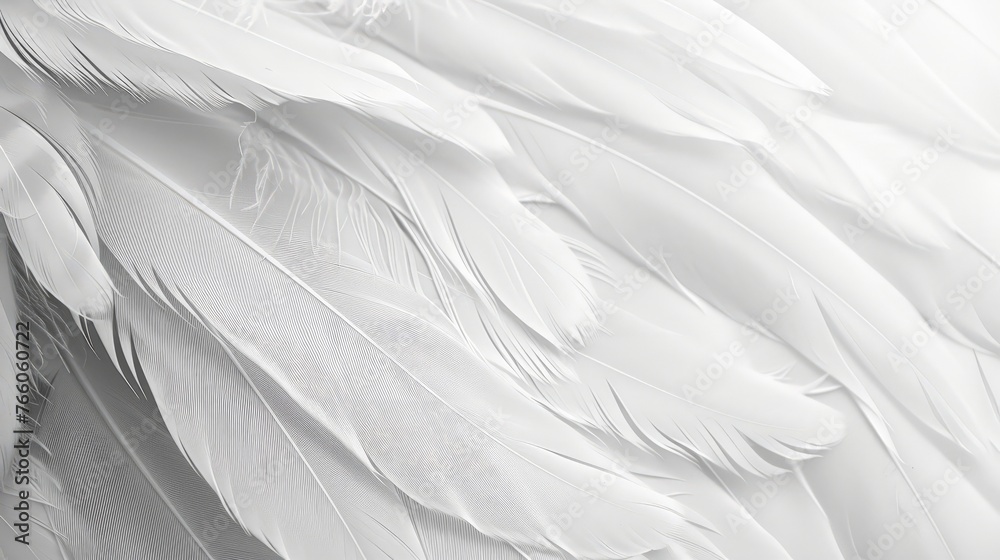 Obraz premium White feather background