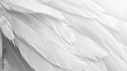 White feather background © chanidapa