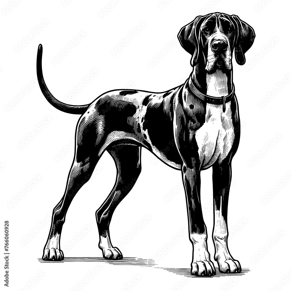 Full-length Great Dane dog standing. Hand Drawn Pen and Ink. Vector Isolated in White. Engraving vintage style illustration for print, tattoo, t-shirt