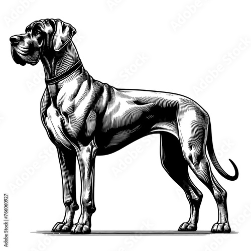 Dane_standing_02Full-length Great Dane dog standing. Hand Drawn Pen and Ink. Vector Isolated in White. Engraving vintage style illustration for print, tattoo, t-shirt