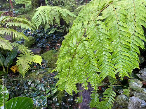 Fresh green fern leaf in the forest after raining.