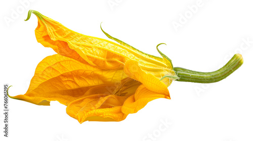 Yellow pumpkin or zucchini flower isolated on a white background.
 photo
