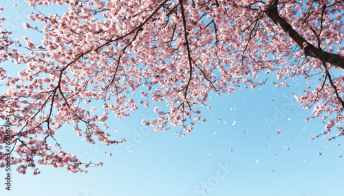 Delicate pale pink cherry blossom petals floating on breeze across blue spring sky
