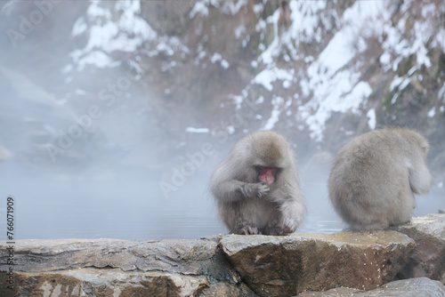 Jigokudani Monkey Park, Japan Snow Monkeys In Nagano, Japan. Mother monkey and kids dipping in the hot spring, with foggy scene. photo