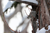 Japanese Dwarf Flying Squirrel on tree in the sunlight in snowy forest, Hokkaido in Japan