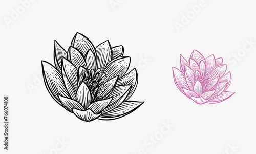 A lotus lily water flower in a vintage woodcut engraved etching style