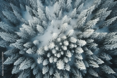 Top view of snow covering on trees in the winter season