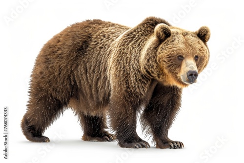 A large brown bear stands on a white background. The bear is looking directly at the camera. Concept of strength and power, as the bear is a formidable predator in the wild