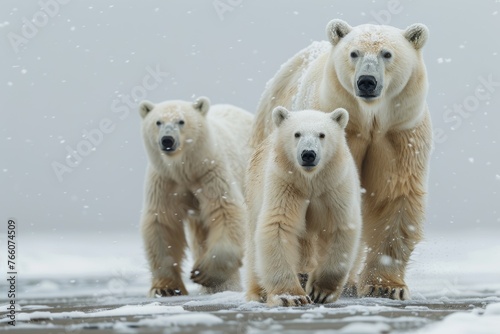 Three polar bears walking on a snowy beach. The bears are small and appear to be young. The scene is peaceful and serene, with the snow covering the ground and the bears moving together