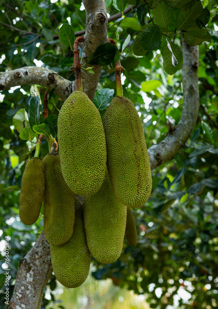 Green jackfruit grow on the Jack fruit tree Green jackfruit grow on the Jack fruit tree