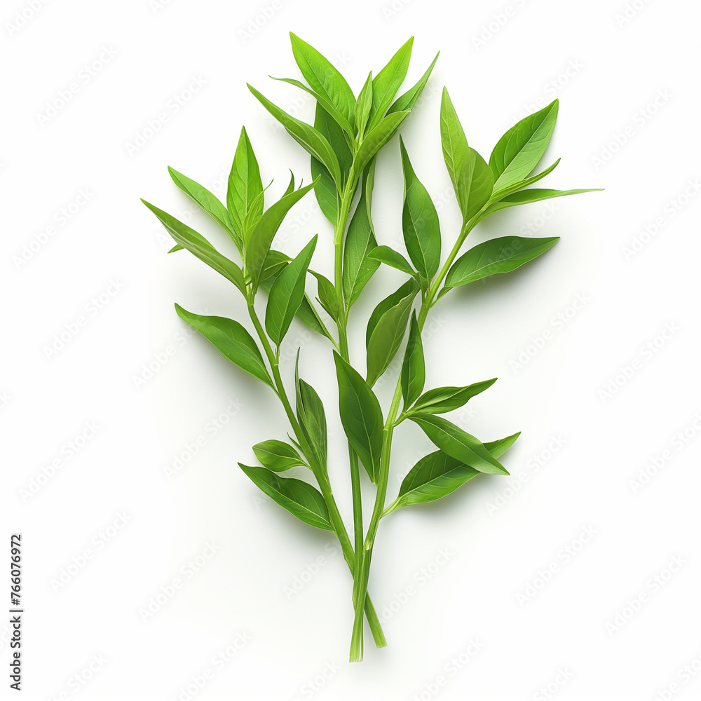 Illustration of plants, herbs, vegetables neatly arranged and isolated on a pure white background. This lively image captures the essence of freshness and good health.