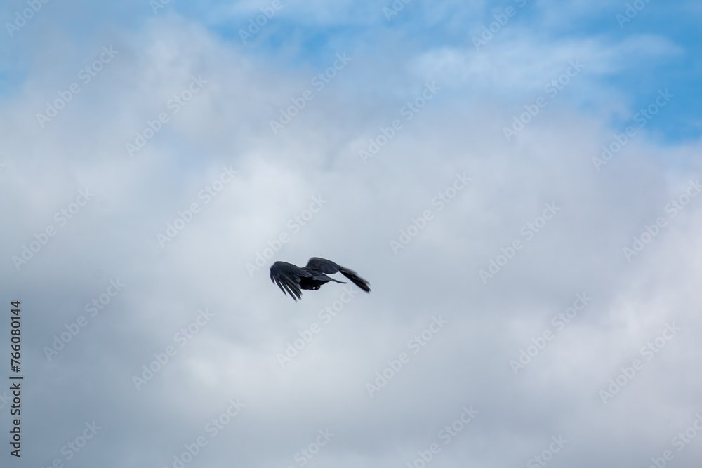 A crow in flight A crow in flight