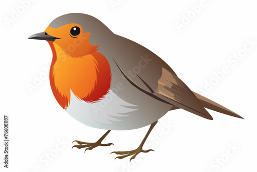 the-robin-white-background.