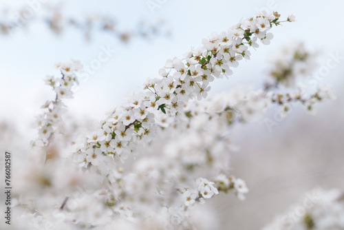 春の小さな白い花の群生、雪柳