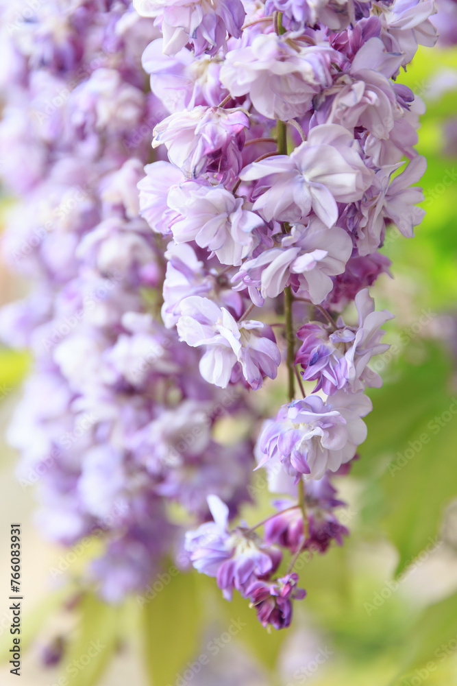 満開の紫色の藤の花 満開の紫色の藤の花