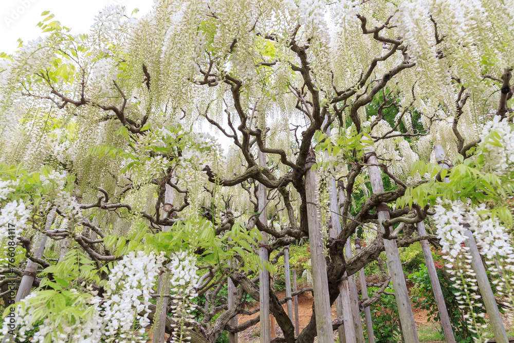 Fototapeta premium 満開の白い藤の花