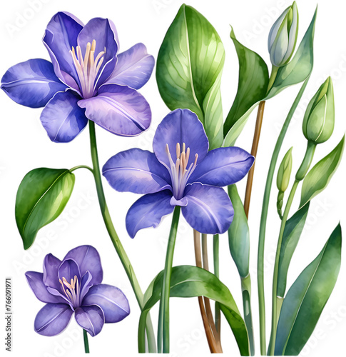 Watercolor painting of a Water Hyacinth flower.
