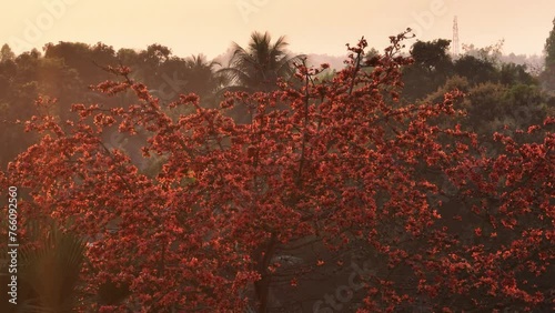 Vibrant beauty of the shimul flower in full bloom on the tree in this captivating nature video from Bangladesh's tropical landscape. Cotton Tree, Bombax, Red Silk Cotton, Kapok photo