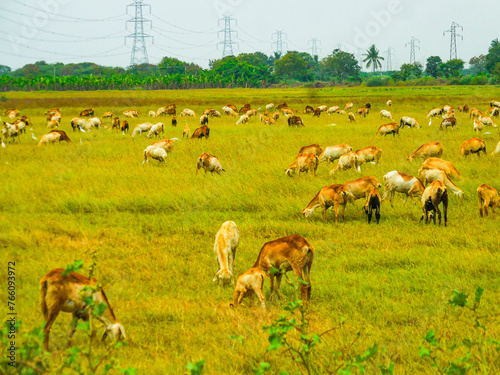 Fototapeta Naklejka Na Ścianę i Meble -  Stunning lambs are on the lush green paddy field. Beautiful Cloud of sheep are taking food at the countryside form. Picture clicked near Thiruchendhur village, Tamilnadu, south India, India.