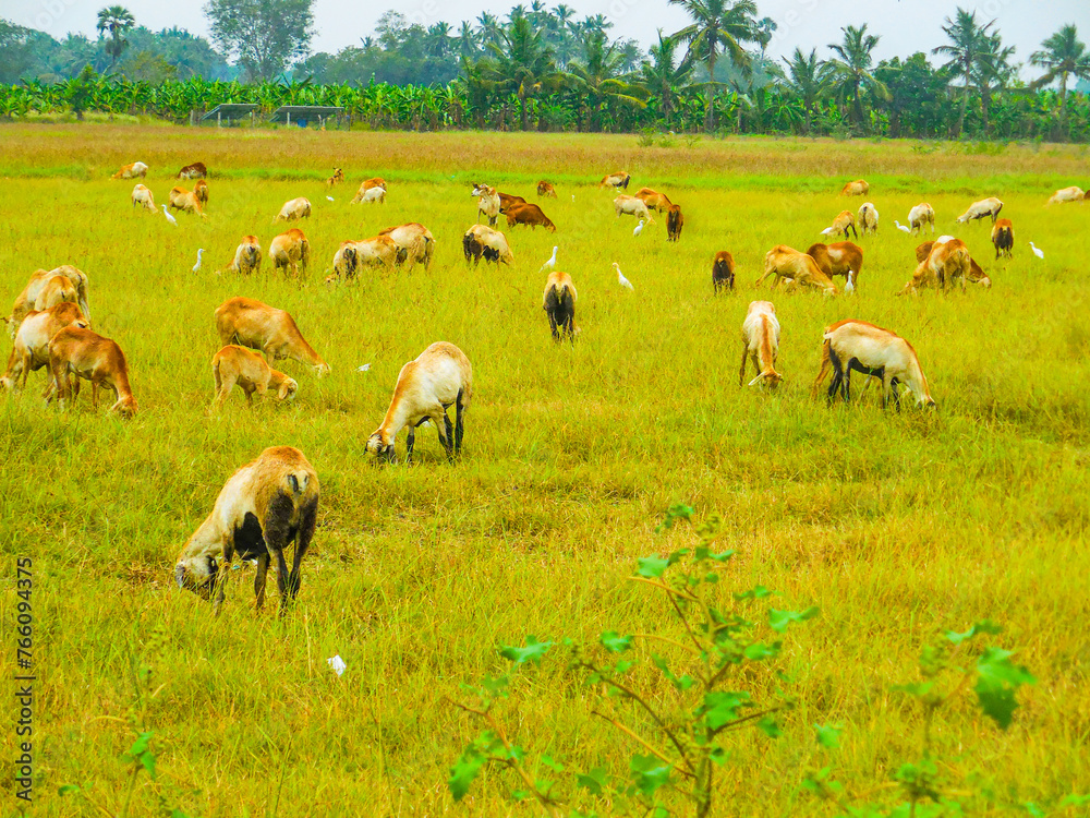 Obraz premium Stunning lambs are on the lush green paddy field. Beautiful Cloud of sheep are taking food at the countryside form. Picture clicked near Thiruchendhur village, Tamilnadu, south India, India.