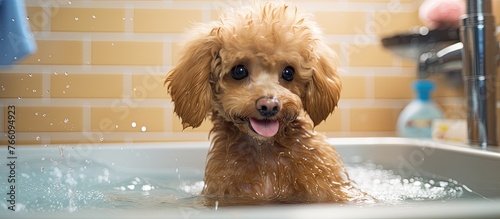 A small Toy Poodle, a water dog and carnivore, is getting a bath in a sink. The companion dog with a fawn liver color has a cute snout photo
