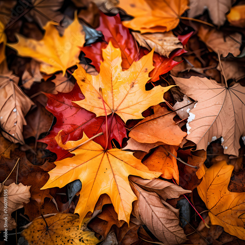Vibrant autumn leaves on a forest floor. 