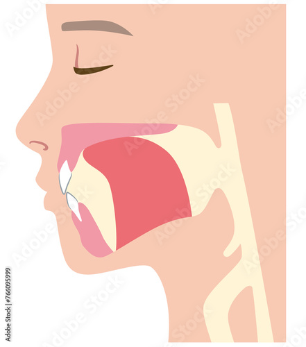 正しい舌の位置 photo