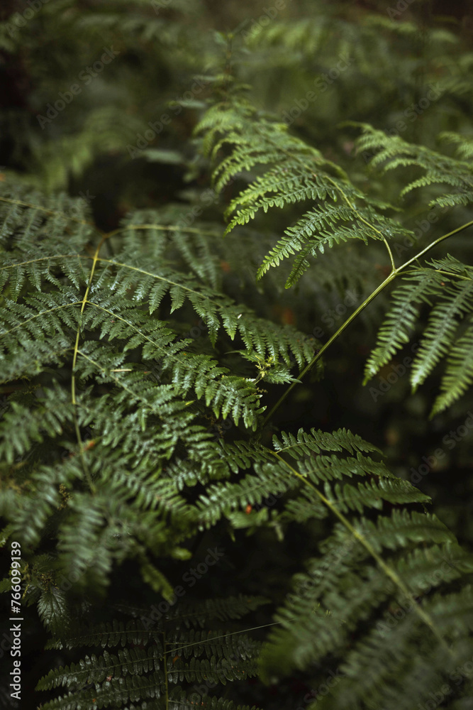 Fern leaves in Mull temperate rainforest - obrazy, fototapety, plakaty 