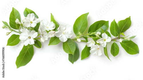 Jasmine branch with flowers and leaves isolated on white background ,Generative ai,