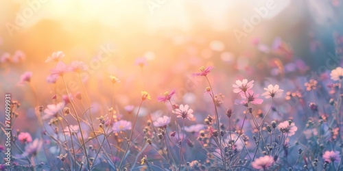 Sunset Glow Over Blossoming Flower Field © tashechka
