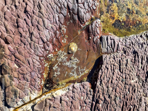 Small shell in water on unusual rock structure background, coastline, interesting geological object at Hallett Cove, Australia  photo