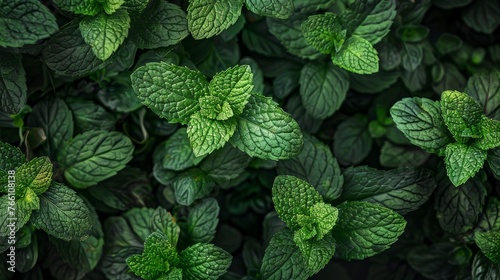 The aroma of fresh and juicy green grass, resembling mint, is the focus of this food background. © Emil
