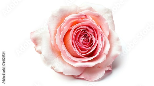 Pink rose isolated on the white background. Photo with clipping path,Generative ai, 