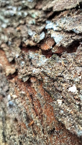 mahogany tree bark surface.