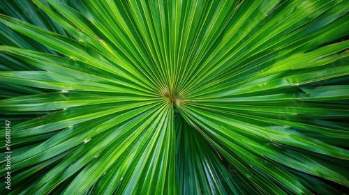 Tropical Green Palm Leaf Texture in Close-Up  Natural and Exotic