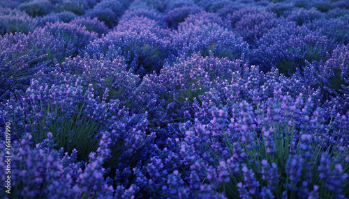 A field of purple flowers with a pinkish hue