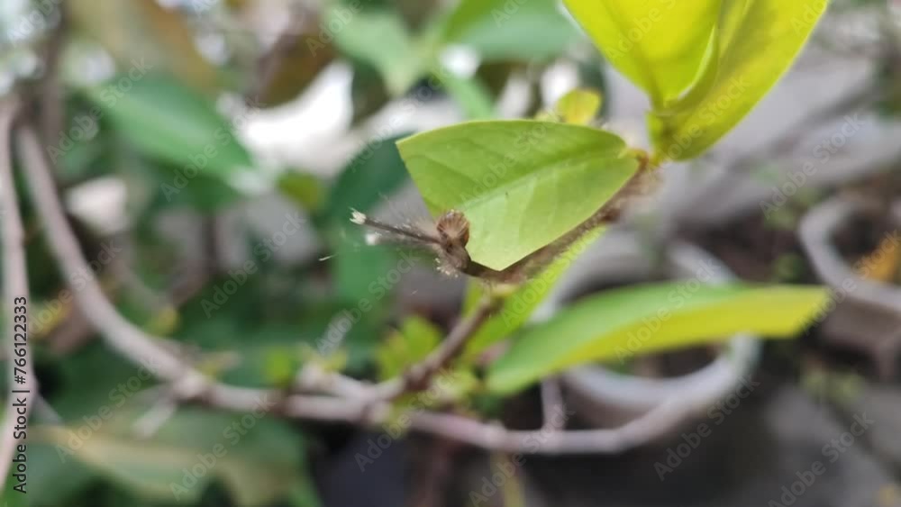 A hairy caterpillar crawls on a tree, munching on fresh green leaves. Its tiny jaws work quickly, leaving bite marks as it feeds, preparing for its transformation.
A hairy caterpillar crawls on a tree, munching on fresh green leaves. Its tiny jaws work quickly, leaving bite marks as it feeds, preparing for its transformation.