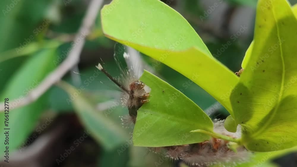 A closer look at the process of caterpillars eating leaves. A closer look at the process of caterpillars eating leaves.