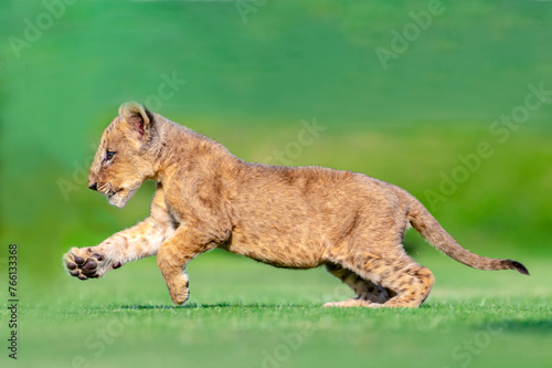closeup of lion cub in blur green natural background 